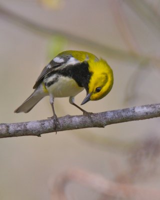 Black-throated Green Warbler, Cumberland Falls, KY