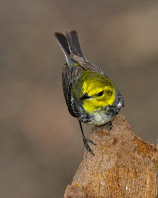 Black-throated Green Warbler, Hartwick Pines SP, MI