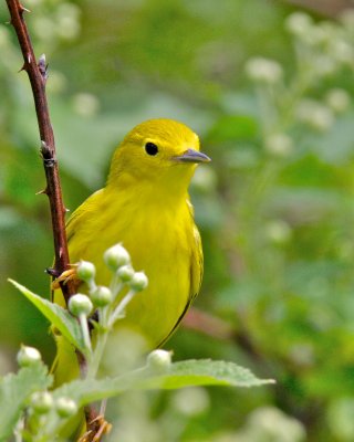 Yellow Warbler, Ceasar Creek Lake, OH