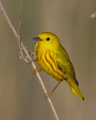 Yellow Warbler, Mills Road Park, KY