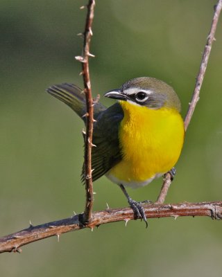 Yellow-breasted Chat, Shalnee Lookout, OH