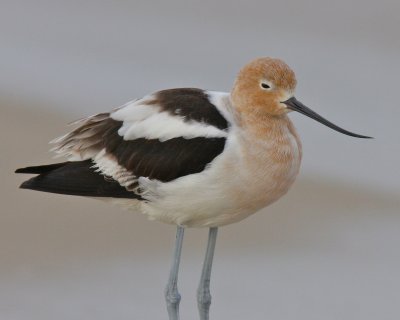 American Avocet, Dauphin Island, AL