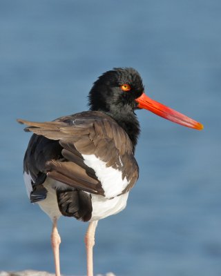 American Oystercatcher, Ft. Myers Beach, FL