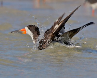 Black Skimmer, Ft. Myers Beach, FL (1).jpg
