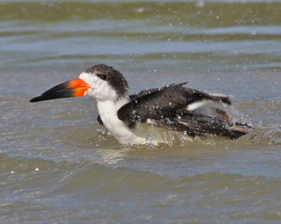 Black Skimmer, Ft. Myers Beach, FL.jpg