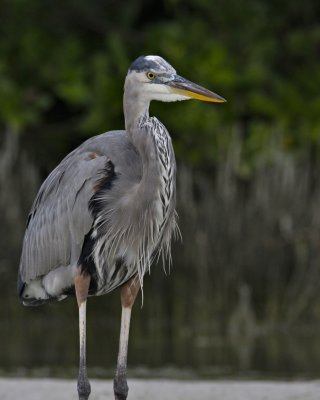 Great Blue Heron, Ft. Myers Beach, FL.jpg