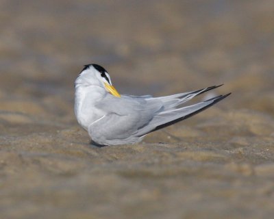 Least Tern, Dauphin Island, AL.jpg