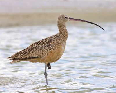 Long-billed Curlew, Ft. Myers Beach, FL