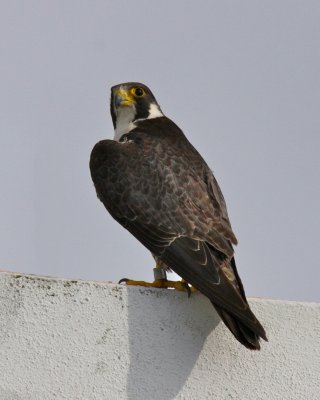 Peregrine Falcon, Ft. Myers Beach, FL.jpg