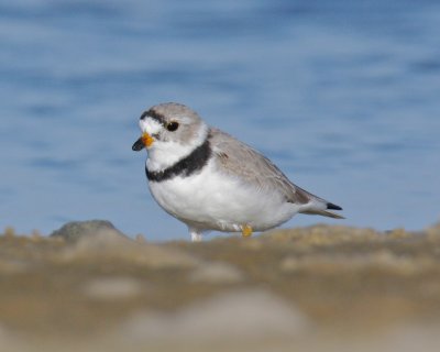 Piping Plover, Dauphin Island, AL