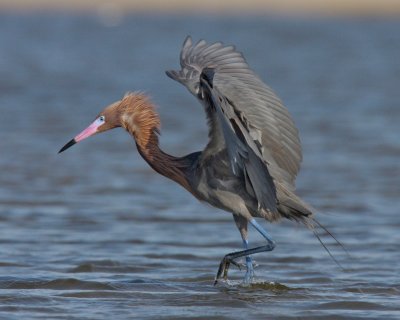 Reddish Egret, Dauphin Island, AL.jpg