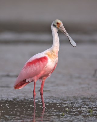 Roseatte Spoonbill, Ft. Myers Beach, FL (1).jpg