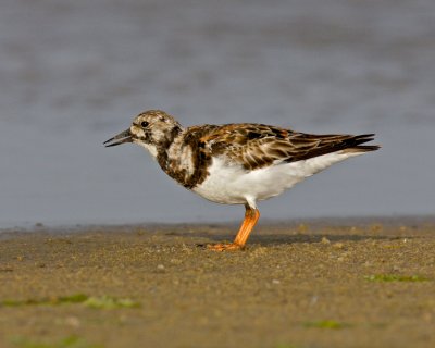 Ruddy Turnstone, Dauphin Island, AL