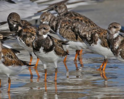 Ruddy Turnstone, Ft. Myers Beach, FL