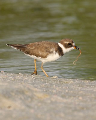 Semi-palmated Plover, Ft. Myers Beach, FL