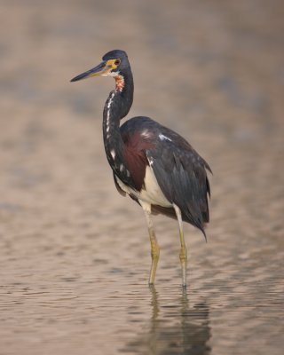 Tri-colored Heron, Ft. Myers Beach, FL.jpg