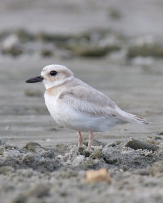 Wilson's Plover, Dauphin Island, AL