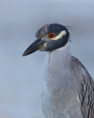 Yellow-crowned Night Heron, Ft. Myers Beach, FL.jpg