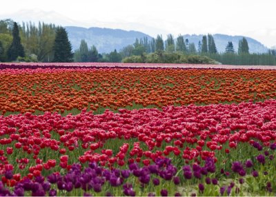 shades of purple, pink, and red