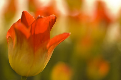 softly...