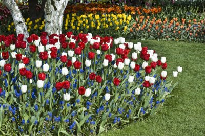 red, white and blue