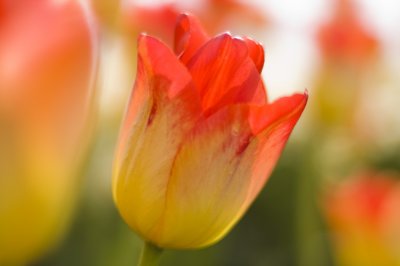 yellow and orange