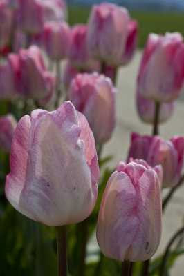 a study in pink