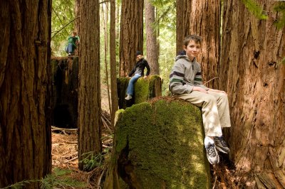 Three kids, three redwood stumps
