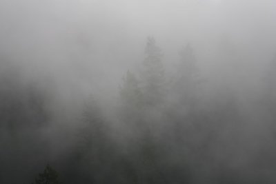Fog - Santa Cruz Mountains