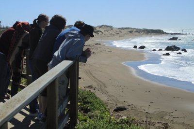 Watching the seals