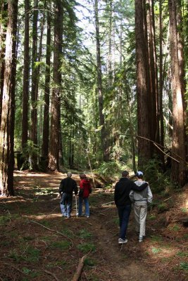 Dad's redwood forest