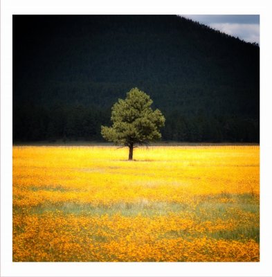 Impressions of a Field of Yellow Flowers