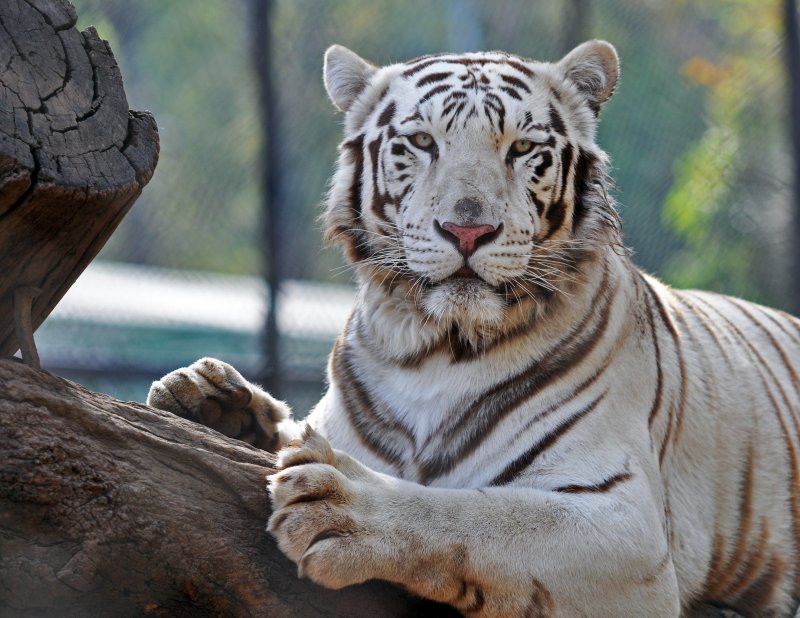 TIGRE BLANCO