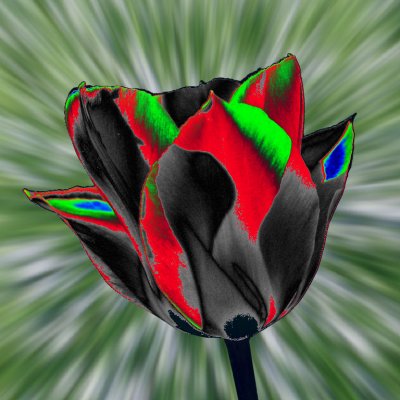 Tulip