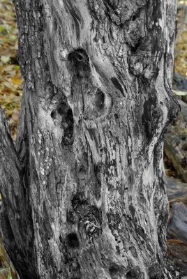 Decaying tree.jpg