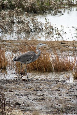 Great Blue