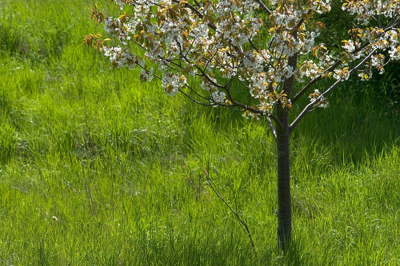 bloom