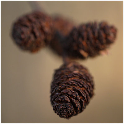 cones