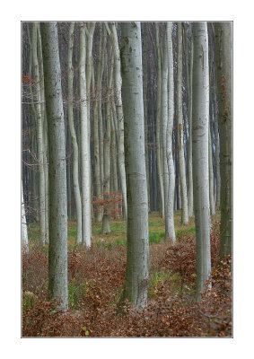 beech colour