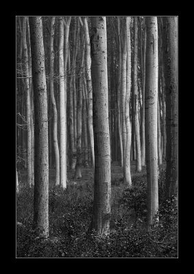 beech