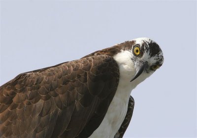Osprey   Florida