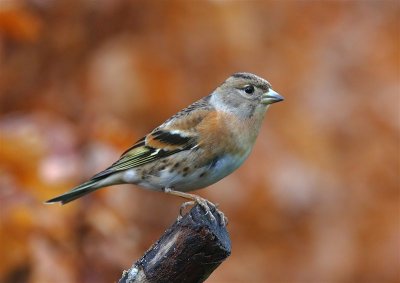 Brambling