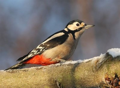 Great Spotted  Woodpecker