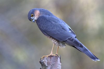 Sparrowhawk