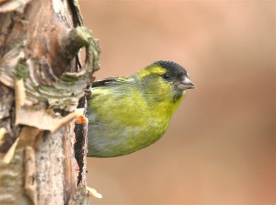 Siskin