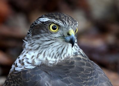 Sparrowhawk  Scotland