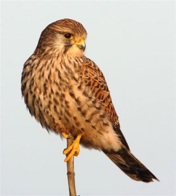 Kestrel  Scotland