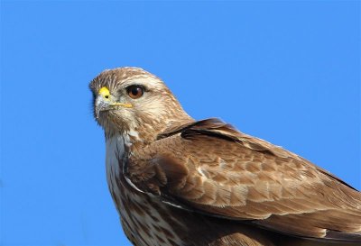 Buzzard  Spain