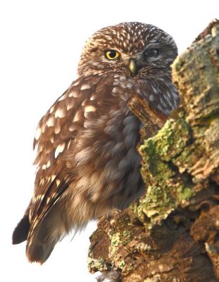 Little Owl   Spain