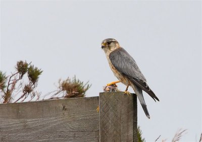 Merlin  Scotland